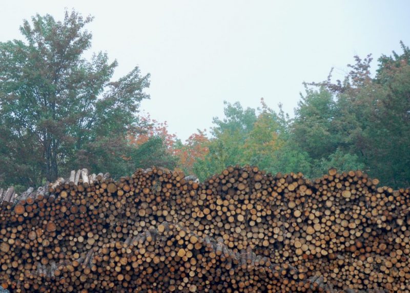 Alberta renews Weyerhaeuser’s Grande Prairie and Pembina Timberlands