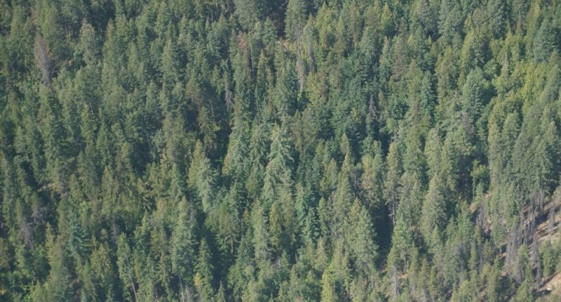 Flash Forest - U.S. Logs & Lumber